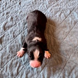 Girl - Black tri-color Australian Shepherd puppy in Beaverdam, Virginia from Cimmarun Farm Aussies