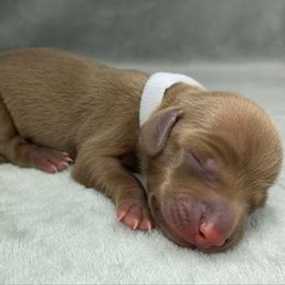 Female 2 - Chocolate female Dachshund puppy in Birmingham, Alabama from LongBottomDachshunds