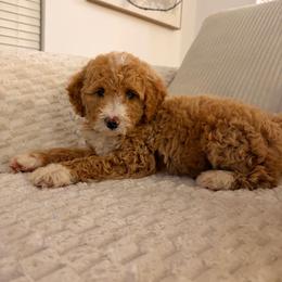 April - Apricot female Goldendoodle puppy in Loma Rica, California from BloomingPuppies