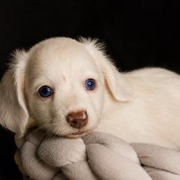 Lumi - Piebald female Dachshund puppy in North Reading, Massachusetts from The Well Tempered Dachshund