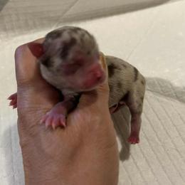 Chihuahua puppies from Chilove Chihuahuas