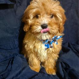 Yogi - Red male Cavapoo puppy in Conway, Missouri from Jordan  Harrison