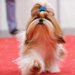 Shih Tzus from Northstar Shih Tzu