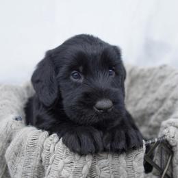 Green Bean - Black male Giant Schnauzer puppy in Collinsville, Mississippi from Hillside Kennels