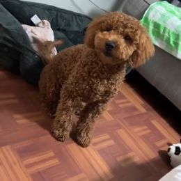 Jenny - Cavapoochon