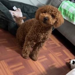 Jenny - Cavapoochon