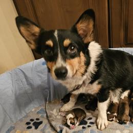 Quinn - Pembroke Welsh Corgi