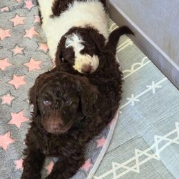 Bernedoodle puppies from Simply Amazing Doodles