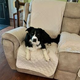 Border Collies, Bordoodles, and Toy Australian Shepherds from Hoffman Forest Acres LLC
