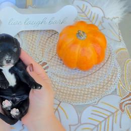 Barley - Black male Australian Labradoodle puppy in Connersville, Indiana from Dessie's Doodles