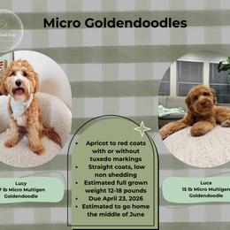 Upcoming Litter female pick- Due April 23rd - Red  female Goldendoodle puppy in Layton, Utah from Gracious Doodle Dogs