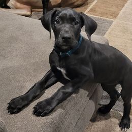 Great Danes from Guyer Great Danes