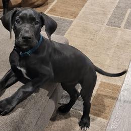 Great Danes from Guyer Great Danes
