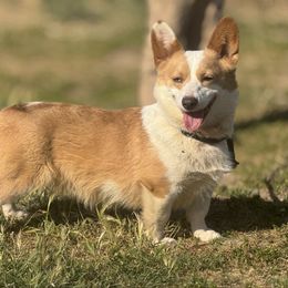 Blondie - Pembroke Welsh Corgi