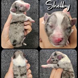 Shelby - Blue merle and white female Shetland Sheepdog puppy in Lebanon, Tennessee from Henotic Homestead's Shetland Sheepdogs