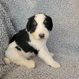 Boy 2 - male Bernedoodle puppy in Brea, California from River Doodles