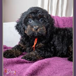 Ichabod - Black and tan male Cockapoo puppy in Connersville, Indiana from Deaz Doodle Ranch