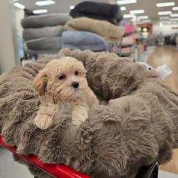 Jungkook - Cream male Maltipoo puppy in Washington from Mt.BakerPoodles&Doodles
