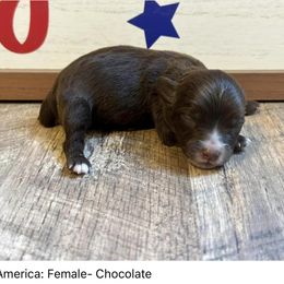 America - Brown and white Aussiedoodle puppy in League City, Texas from Space City Mini Aussies & Doodles
