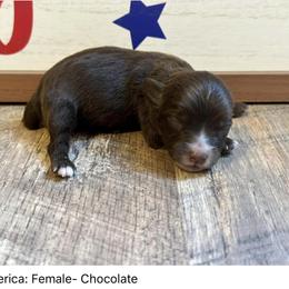 America - Brown and white Aussiedoodle puppy in League City, Texas from Space City Mini Aussies & Doodles