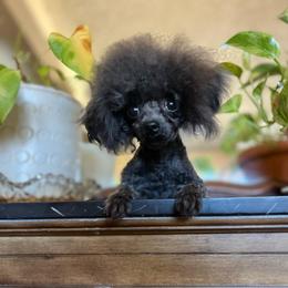 Bear - Black male Assorted Doodle Crosses puppy in Montclair, California from House of Paws Kennel