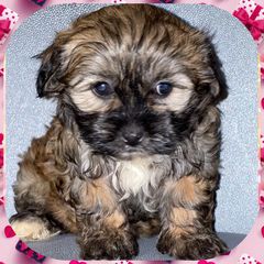 Maltipoos, Poodles, and Shichons from Family Teddy Bears