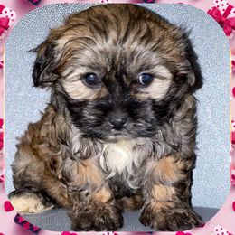 Maltipoos, Poodles, and Shichons from Family Teddy Bears