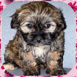 Maltipoos, Poodles, and Shichons from Family Teddy Bears