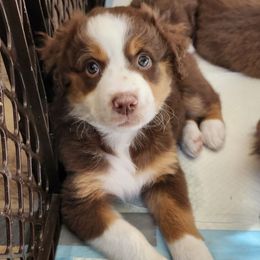 Gemma - Red tri-color female Australian Shepherd puppy in Harrodsburg, Kentucky from Triple M Aussies