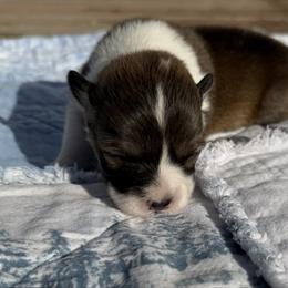 London FLUFFY - Sable female Pembroke Welsh Corgi puppy in Fairchild, Wisconsin from Reigning Corgis