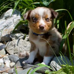 Newt- Blue Collar - Red merle male Australian Shepherd puppy in Newport, Rhode Island from Wildlings Australian Shepherds