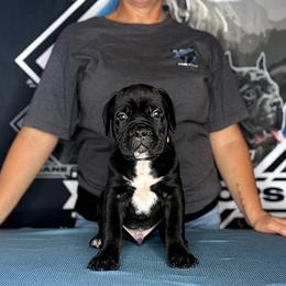 Yellow Collar Black Male 6wk - Black male Cane Corso puppy in Linden, Texas from Da Boyz Cane Corso