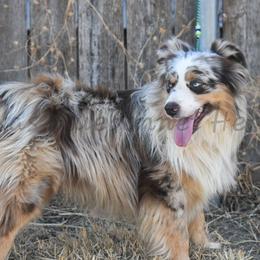Stone - Miniature Australian Shepherd
