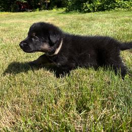 Grey Boy - Black and tan male German Shepherd puppy in Wayne, Maine from Copper Hill German Shepherds