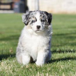Biscuit - Blue merle male Miniature American Shepherd puppy in Stephenville, Texas from Diamond H Aussies