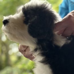 Buddy - Orange-collar boy - Black Bearded Collie puppy in Lansdowne, Pennsylvania from Beloved Bearded & Border Collies