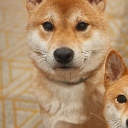 Shiba Inu from Belle City Shibas