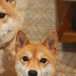 Shiba Inu from Belle City Shibas