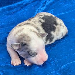 Woody - Blue merle male Miniature Australian Shepherd puppy in Lufkin, Texas from Texas Lil Cowdogs