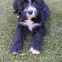 Bernedoodle Puppies from Bernedoodles of the Ozarks