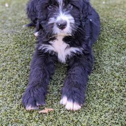 Bernedoodle Puppies from Bernedoodles of the Ozarks