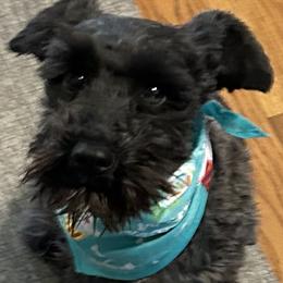 Miniature Schnauzer puppies from Lakehouse Miniature Schnauzers of Southern Indiana