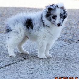 Merlin - Bi Blue Boy - White blue merle male Shetland Sheepdog puppy in Frazeysburg, Ohio from Mountain High Kennels