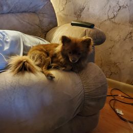Sassy - Pomeranian