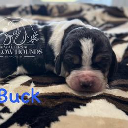 Buck - Black white and brown male Basset Hound puppy in Richmond, Kentucky from Walters Hollow Hounds