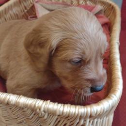 Boy 3 - Dark golden male Golden Retriever puppy in Grand Meadow, Minnesota from Root River Retrievers