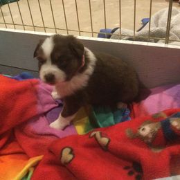 Miniature American Shepherd Puppies from WestOak Miniature American Shepherds