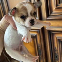 Red - Sable spotted white male Chihuahua puppy in Isanti, Minnesota from Happy Little Chihuahuas