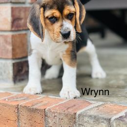 Wrynn - Black tan and white female Beagle puppy in Mansfield, Missouri from Rippee Creek Kennel