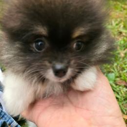 Tri boy 1 Flasher - Tri-colored male Pomeranian puppy in Carrollton, Georgia from B AND R'S POMERANIAN'S